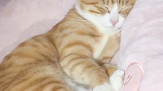Kucing Oren lucu