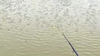 Fishing fish red