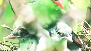 Most Beautiful Birds #beautiful #nature #birds #goodmorning #foryou