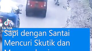 Cow bring the skuter