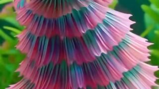Beautiful Fish 5
