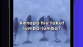 ⚡ Kenapa Lumba-Lumba Bisa Bikin Hiu Mundur? #radex #ocean #fypp