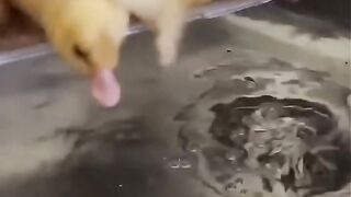 Cute Baby Ducks First Bath ???????? | Ducklings Swimming #shorts #duckfarm #duck #swimming #ducklings