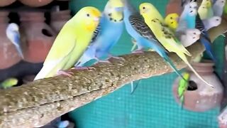Budgies Colony Setup ???????? | 50+ Birds Together ???? #shorts #budgie #parrot #birds #lovebirds #colonybird