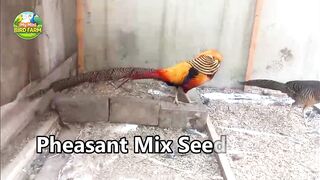 Pheasant Premium Mix Seed ???? | Breeding Formula | Low Cost Bird Farming #birdfeed #pheasant #mixseed