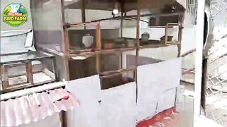 Visit My Complete Bird Farming Setup in Karachi ???? | Budgies, Ducks, Pheasants & Turkey Chicks #jawa
