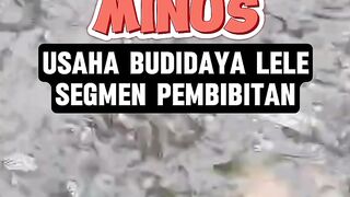 PLUS - MINUS Usaha Pembibitan lele