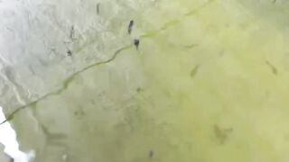 Jika ikan lele BERMASALAH setelah DISORTIR 3 penyebab utamanya