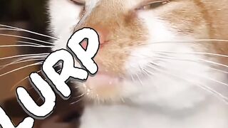 Types of cat drinking styles