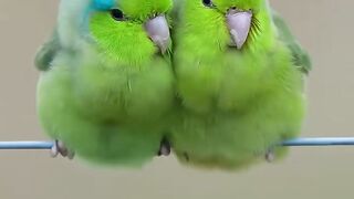 So Cute Parrots Pyr