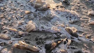 Olympic Winter Games Milano Cortina 2026 - frozen river at sunrise with golden reflections | Tr