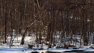 Winterhalter - river flowing in winter | Trending HD Video