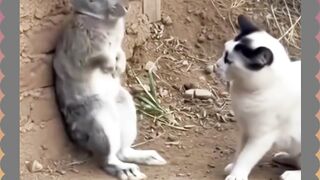 kelinci vs kucing