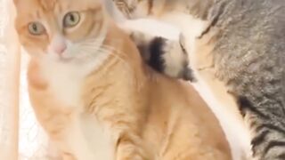 kucing 8