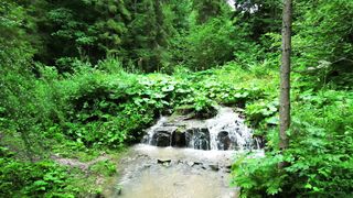 4KWEEKS - a small waterfall in the woods with green plants | Trending HD Video