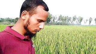 ধান গবেষণা শুরু হচ্ছে তার জন্য শুভকামনা