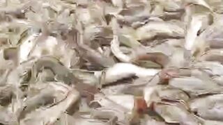 FCR 1:1 Mustahil❗Masa ikan lele gak BUANG kotoran