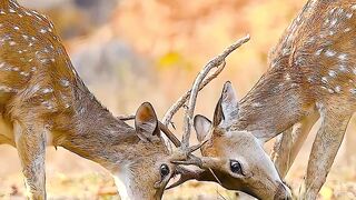 Most Beautiful Birds on Earth - Nature’s Colorful Creatures #wildlife #nature #birds #deer #peaacock