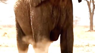 Elephant Teaches Leopard Flying Lesson