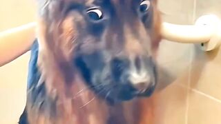It Is Time for Bath #doglovers #takingbath #animals