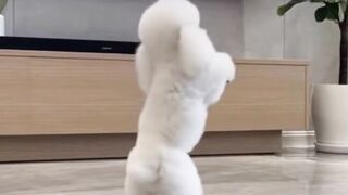 When Your Dog Catches the Dance Vibes ????????