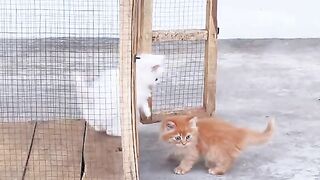 So Cute Kittens 2