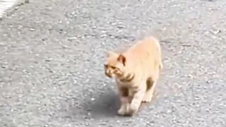 kucing 9