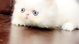 So Cute Kitten 4