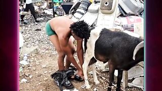 Menolong kambing malang ????????????