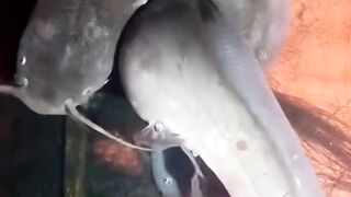 PEMIJAHAN lele gak akan LANCAR jika tidak ada ALAT ini