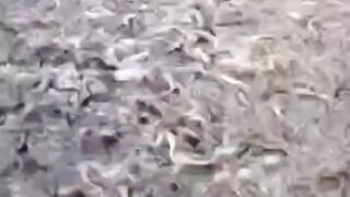 Cara TEPAT ngasih makan ikan LELE