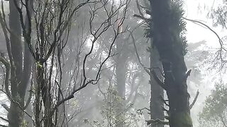 for rest = forrest