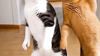 CAT DANCE FOR LIFE..
