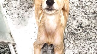It Is Time for Bath #doglovers #takingbath #animals 2