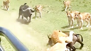 Amazing weapons of animals