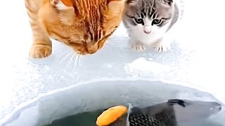 Funny Smart Kitten Outsmarts Her Mom and Catches the Fish First