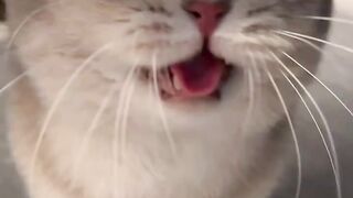 Cat meow cute 2