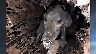 mumi anjing dari tahun 1980