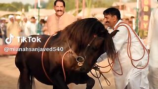 Horse ???? dance party