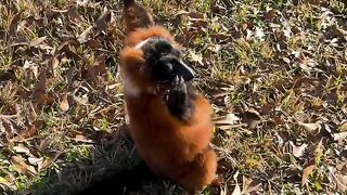 Animal 78