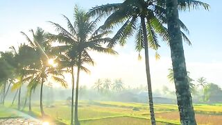 The wisdom of rice fields in Pringgasela Village, Lombok, Indonesia
