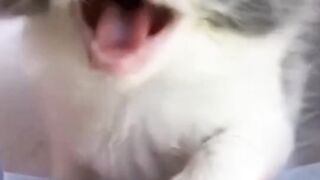 meong meong