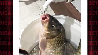 pantesan ikan kembung #airasiabet #fyp