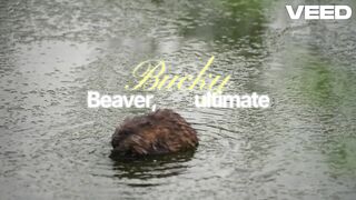 Beaver Talks! Building Epic Dam in 30 Seconds ????????