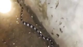 ular mistis, yang jumpa akan kena petaka