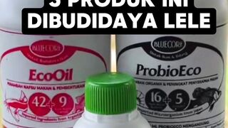 Apa FUNGSI ProbioEco Eco Oil dan Aquacure Eco untuk budidaya lele