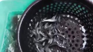 Hanya MODAL 50rb ikan lele SELAMAT saat panen & SORTIR