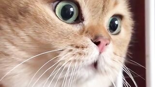 Кот говорун????????????????????????????