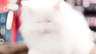 A beautiful full white cat..