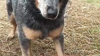 Сабака с  водоканала????